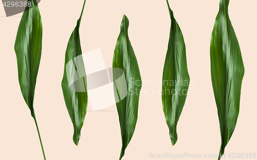 Image of green leaves on beige background