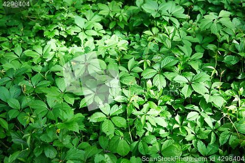 Image of Full frame shot of the green plant leaves