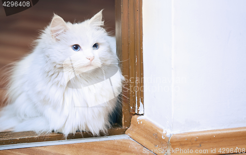 Image of Fluffy white cat sitting on a floor