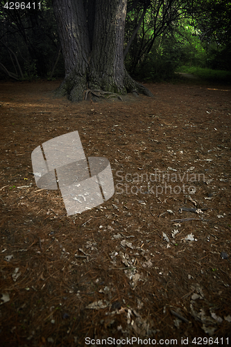 Image of Low section of the pine tree in forest