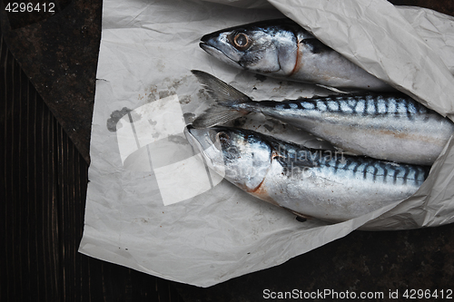 Image of Scomber fish in wrapping paper