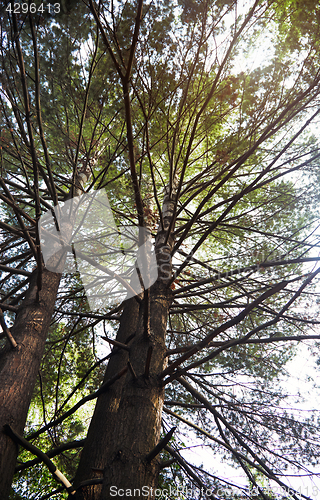 Image of Pines in a wild forest