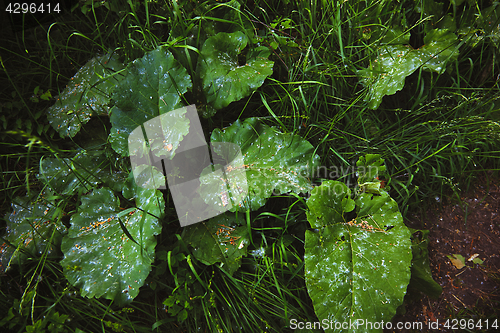 Image of Wild Burdock leaves 