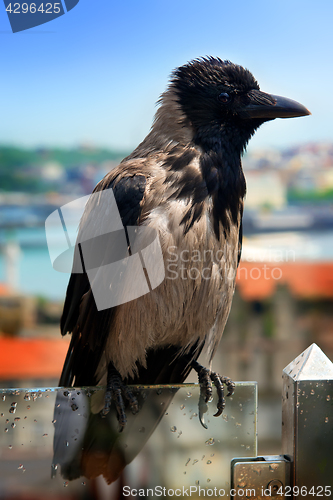 Image of Wet gray crow