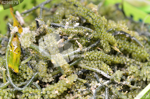 Image of Oval sea grapes seaweed