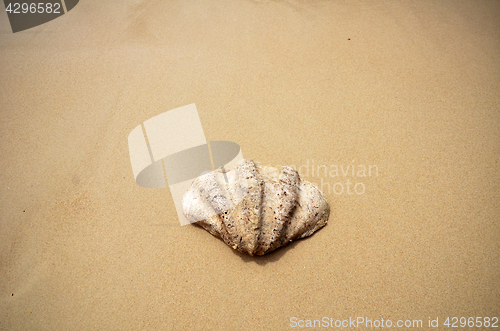Image of Shell on the beach
