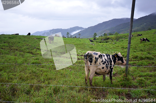 Image of Cattles at Desa Dairy Farm Kundasang