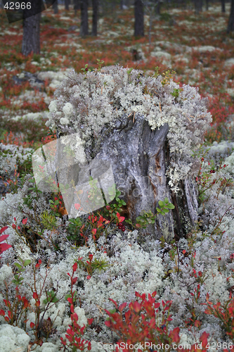 Image of fall forest landscape