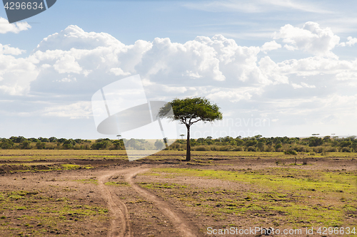 Image of acacia tree in savannah at africa