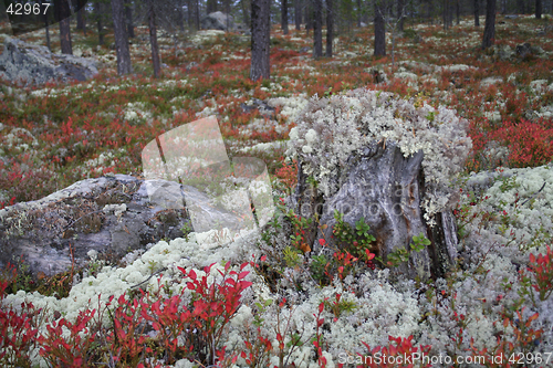 Image of fall forest landscape