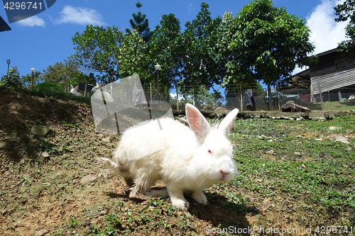 Image of Cute rabbit in outdoor