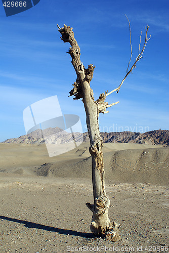 Image of Dry tree