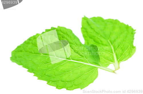 Image of Fresh mint leaves