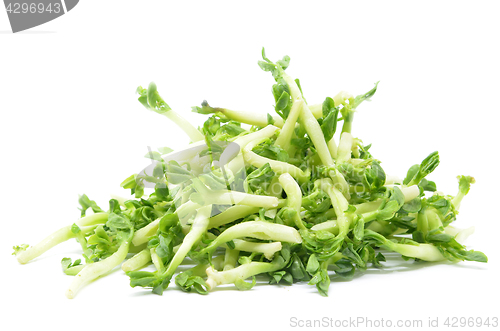 Image of Peanut Sprouts isolated