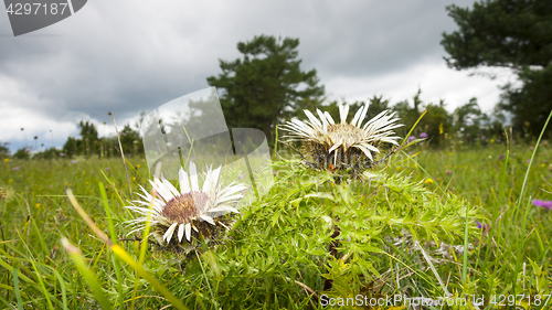 Image of silver thistle in nature