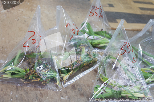 Image of Grasshoppers in Bags