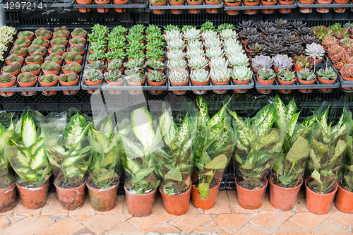 Image of Plants in Pots