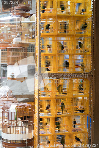 Image of Yellow Cages For Birds