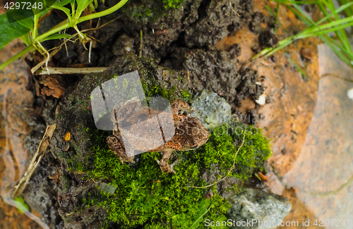 Image of Little common european frog waiting for a leap attack on top of 