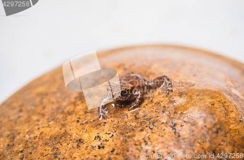 Image of Common european frog on top of a rock in matching brown color wi