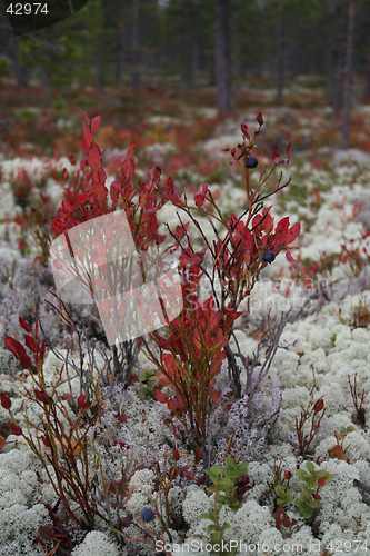 Image of fall forest landscape