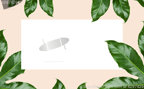 Image of green leaves over white blank space on beige