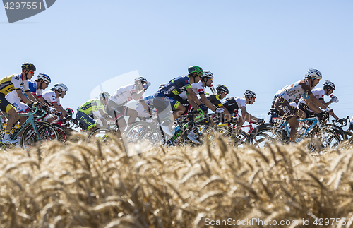 Image of The Peloton in the Plain - Tour de France 2016