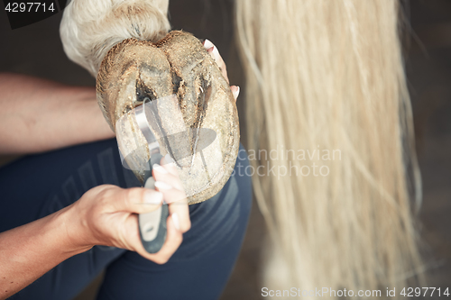 Image of Man cleaning horse hoof