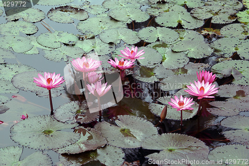 Image of Lotus