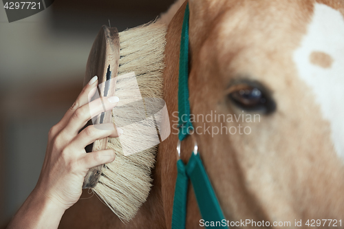 Image of Woman grooming horse in stable