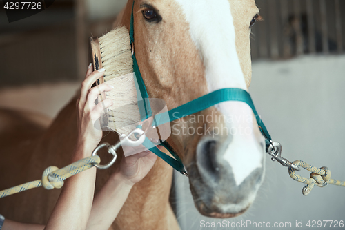 Image of Woman grooming horse in stable