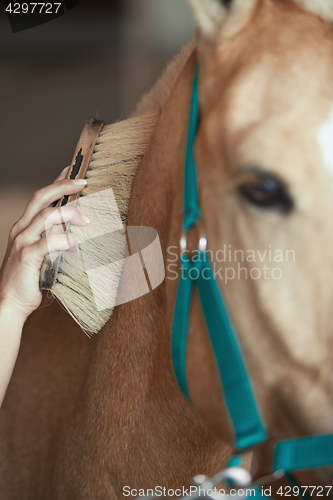 Image of Woman grooming horse in stable