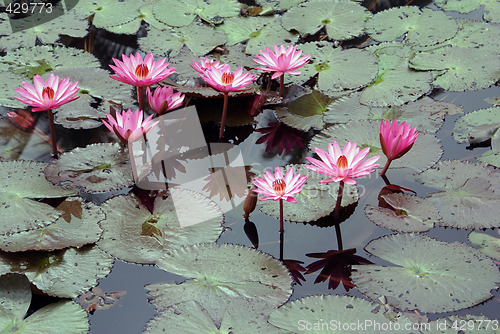 Image of Lotuses