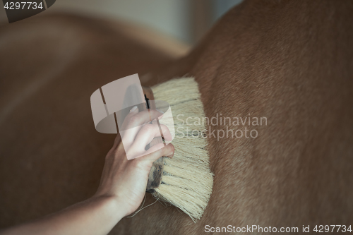 Image of Woman grooming horse in stable