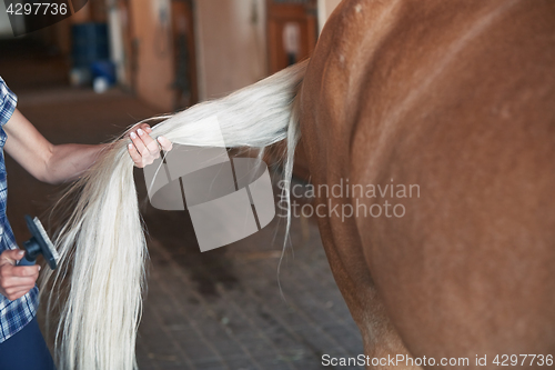 Image of Woman combing tail of horse