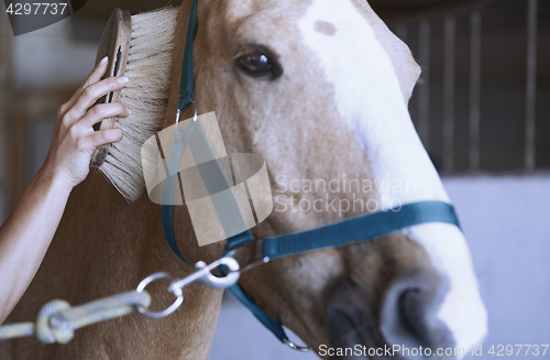 Image of Woman grooming horse