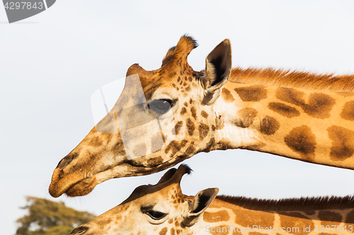 Image of giraffes in africa