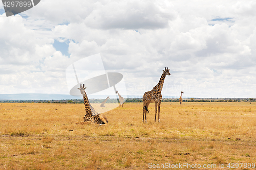 Image of group of giraffes in savannah at africa