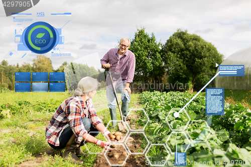 Image of senior couple planting potatoes at garden or farm