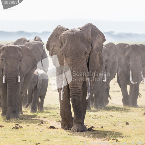 Image of Herd of wild elephants in Amboseli National Park, Kenya.