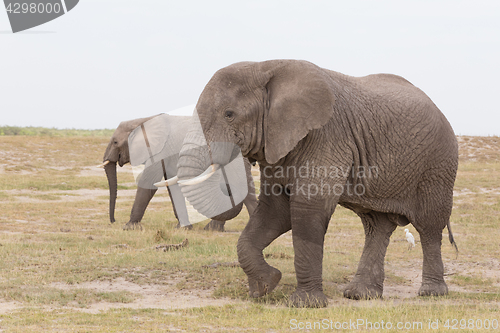 Image of Herd of wild elephants in Amboseli National Park, Kenya.