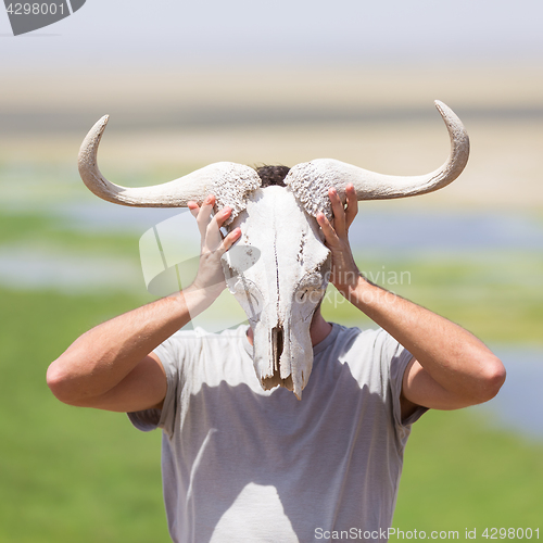 Image of Man holding a white wildebeest skull wearing it like a mask in nature on african wildlife safari.