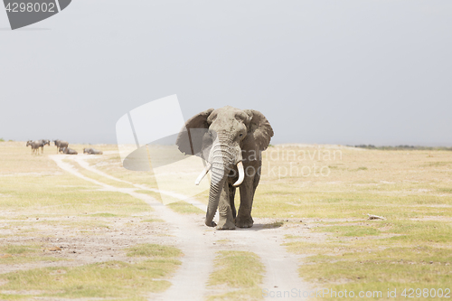 Image of Herd of wild elephants in Amboseli National Park, Kenya.