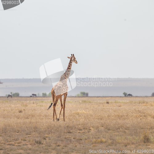 Image of Solitary giraffe in Amboseli national park, Kenya.