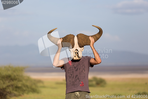 Image of Man holding big african buffalo skull wearing it like a mask in nature on african wildlife safari.