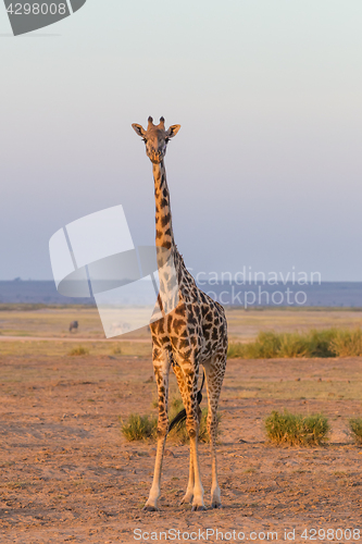 Image of Solitary giraffe in Amboseli national park, Kenya.