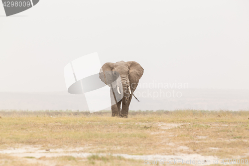 Image of Herd of wild elephants in Amboseli National Park, Kenya.