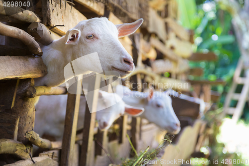 Image of Curious domestic white goats stick their heads through bars of stable.