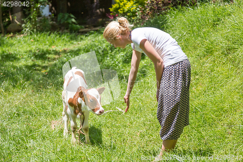 Image of Woman caressing cute baby cow on meadow.