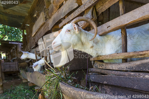 Image of Curious domestic white goats stick their heads through bars of stable.